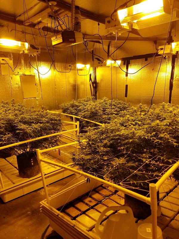 Click image for larger version

Name:	6 plant LST pre flower.jpg
Views:	170
Size:	3.00 MB
ID:	615784