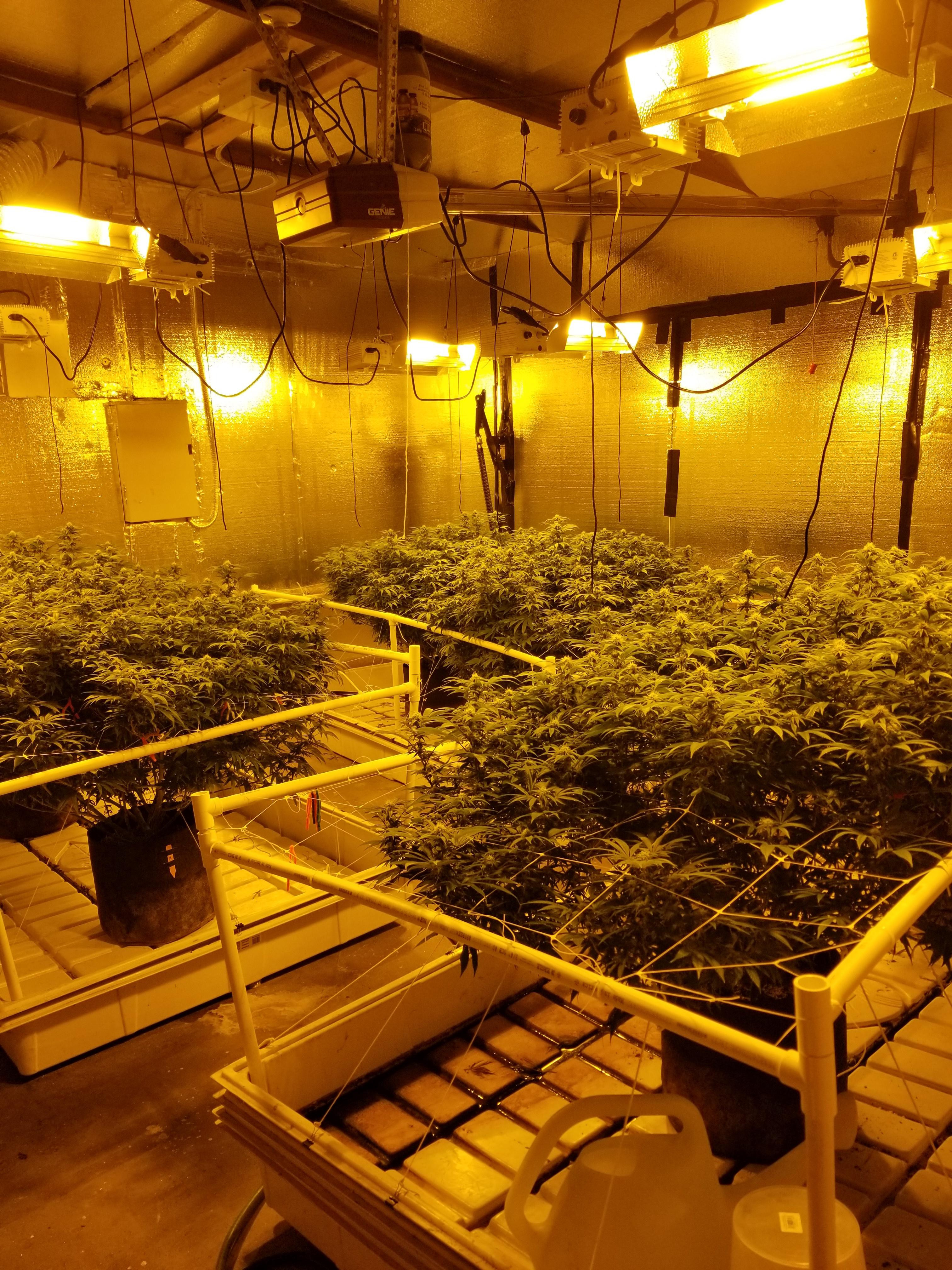 Click image for larger version

Name:	6 plant LST pre flower.jpg
Views:	84
Size:	3.00 MB
ID:	635489