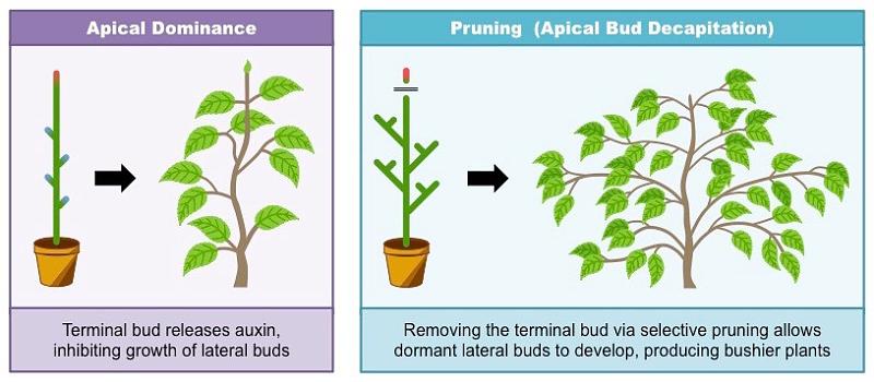 Click image for larger version

Name:	apical-dominance_med.jpg
Views:	244
Size:	89.1 KB
ID:	614938