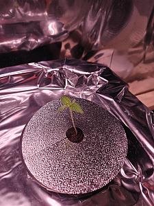Click image for larger version

Name:	Grow 1.jpg
Views:	294
Size:	674.7 KB
ID:	615531