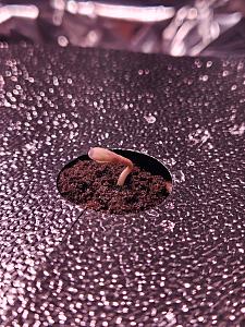 Click image for larger version

Name:	Grow 4.jpg
Views:	283
Size:	683.8 KB
ID:	615521