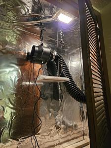 Click image for larger version

Name:	Grow 11.jpg
Views:	291
Size:	616.6 KB
ID:	615533