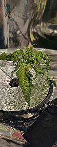 Click image for larger version

Name:	sad plant 5.jpg
Views:	183
Size:	1.61 MB
ID:	616572