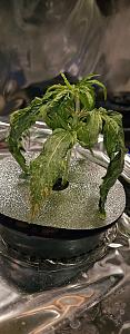 Click image for larger version

Name:	sad plant 4.jpg
Views:	193
Size:	1.53 MB
ID:	616573