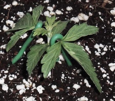 Click image for larger version  Name:	Bonsai Bud Day 16.jpg Views:	1 Size:	334.6 KB ID:	106048