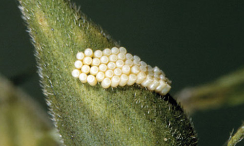 Click image for larger version

Name:	southern_green_stink_bug04.jpg
Views:	1953
Size:	40.7 KB
ID:	2955