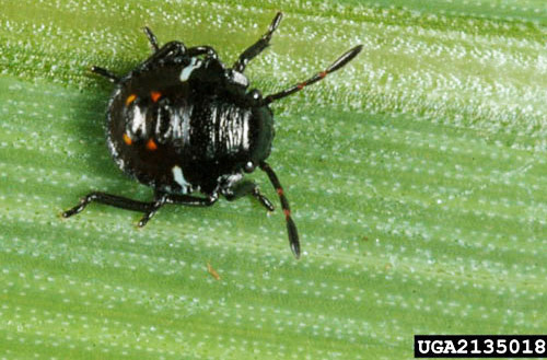 Click image for larger version

Name:	southern_green_stink_bug06.jpg
Views:	268
Size:	63.0 KB
ID:	2954