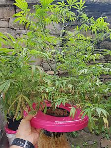 Click image for larger version

Name:	20180618_124009.jpg
Views:	128
Size:	4.19 MB
ID:	216236
