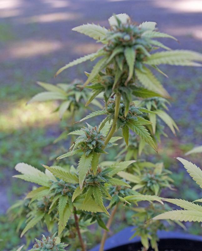 Click image for larger version

Name:	Plant-ll.jpg
Views:	195
Size:	415.3 KB
ID:	132632