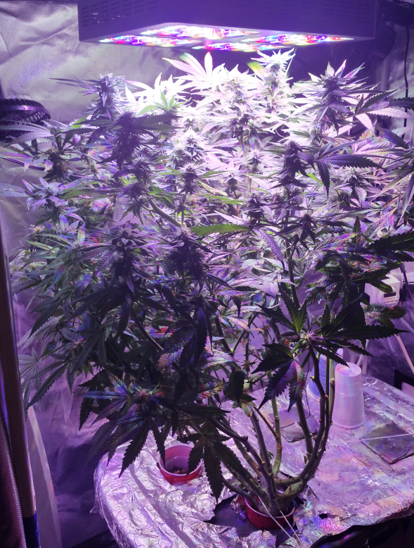 Click image for larger version

Name:	BD Week 14 - plant 20190303_152825.png
Views:	381
Size:	1,010.4 KB
ID:	296011
