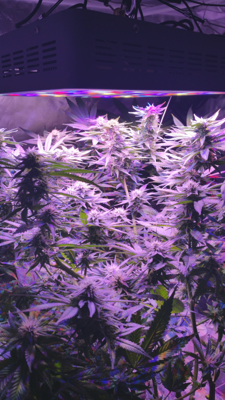 Click image for larger version

Name:	BD Week 15 - sugar buds 2 20190307_190959.png
Views:	390
Size:	1.95 MB
ID:	296962