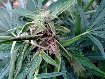Click image for larger version

Name:	spot-bud-rot-sm.jpg
Views:	85
Size:	108.7 KB
ID:	58294