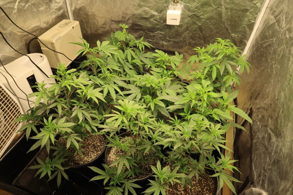 Click image for larger version

Name:	3 pre spray tent.JPG
Views:	222
Size:	302.4 KB
ID:	400250