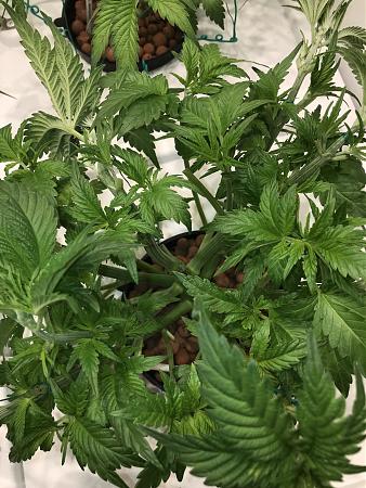 Click image for larger version

Name:	blu og lst.JPG
Views:	688
Size:	2.25 MB
ID:	334115