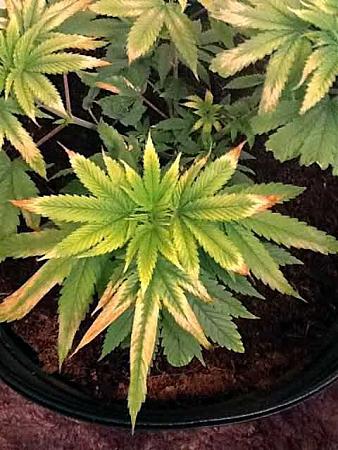 Click image for larger version  Name:	light-burned-leaves.jpg Views:	1 Size:	76.3 KB ID:	231337
