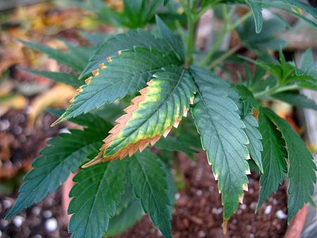 Click image for larger version  Name:	potassium-deficiency-weed-yellow-brown-edges.jpg Views:	1 Size:	149.4 KB ID:	231334