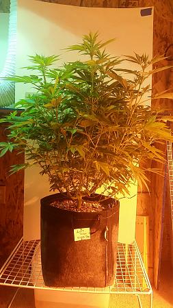 Click image for larger version

Name:	20171003_191801.jpg
Views:	606
Size:	1.72 MB
ID:	133181