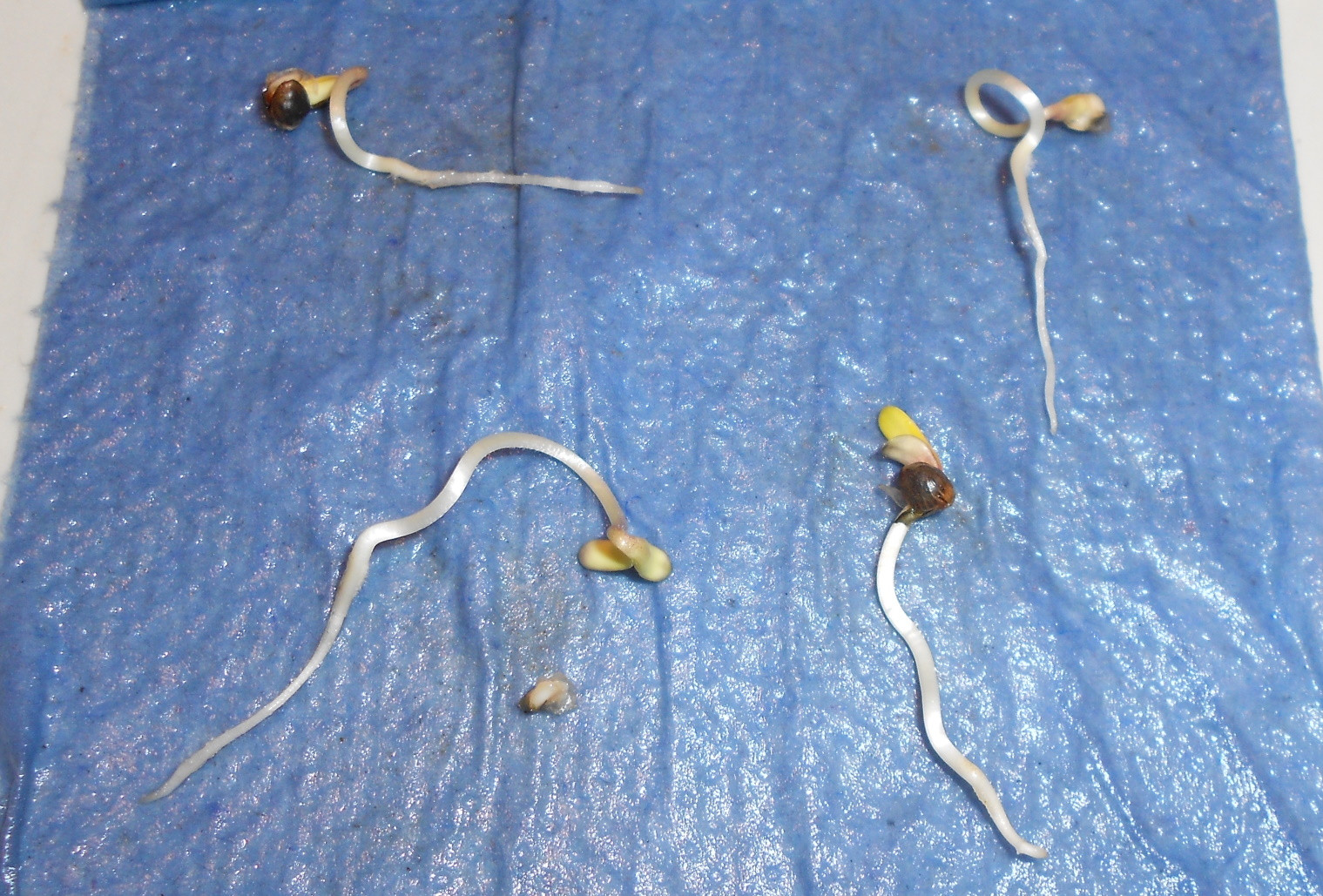 Click image for larger version

Name:	Planting - germinated seeds - 96 hrs - planting - Copy.jpg
Views:	229
Size:	608.8 KB
ID:	396051