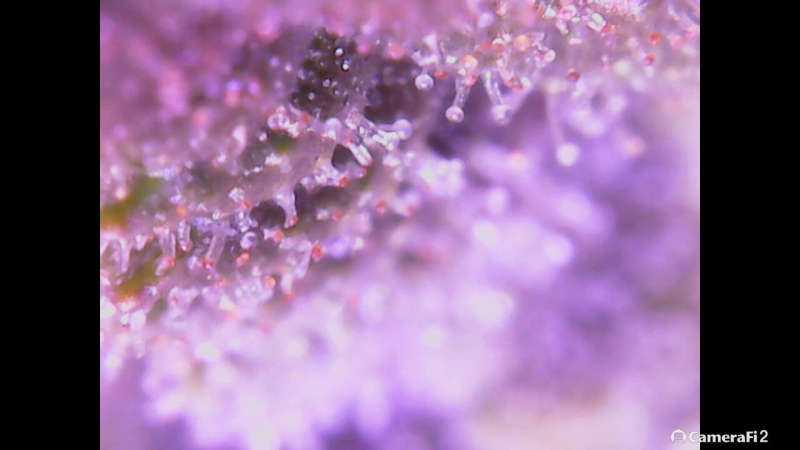 Click image for larger version

Name:	BD trichomes 4 brown.png
Views:	327
Size:	753.7 KB
ID:	298446