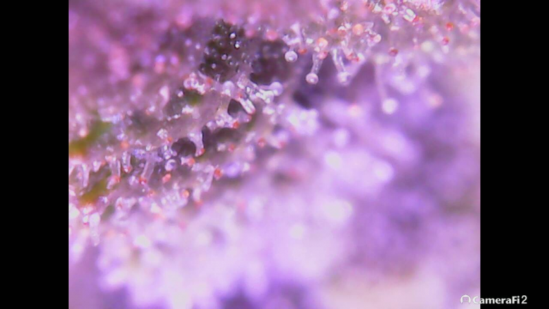 Click image for larger version

Name:	BD trichomes 4 brown.png
Views:	292
Size:	753.7 KB
ID:	298446