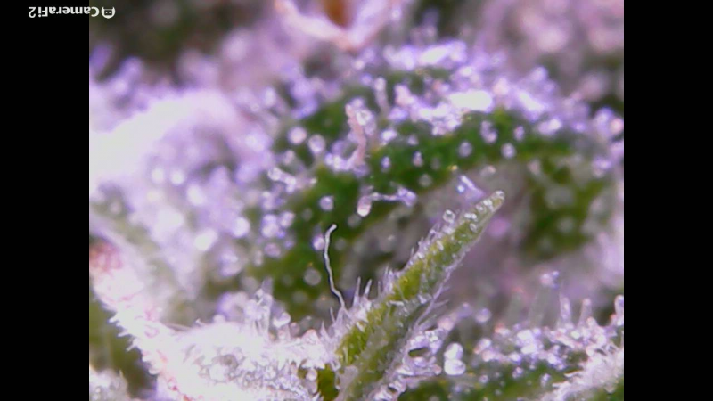 Click image for larger version

Name:	BD trichomes 3.png
Views:	342
Size:	876.0 KB
ID:	298445
