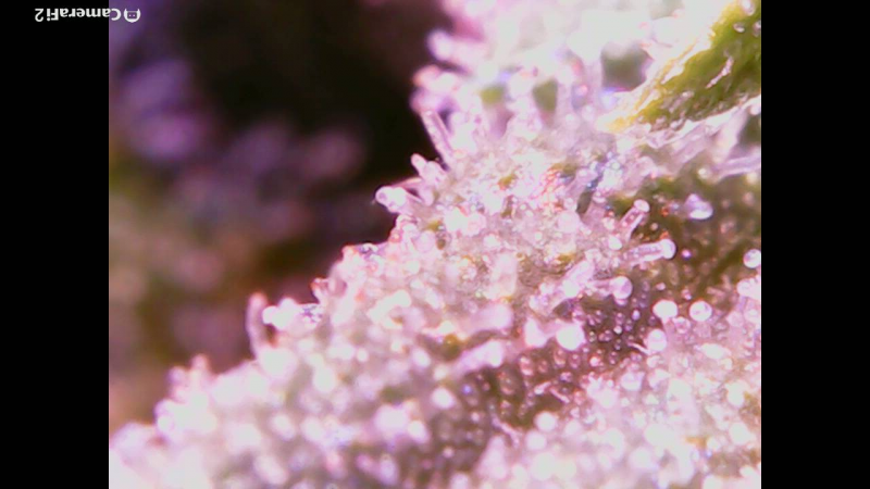 Click image for larger version

Name:	BD trichomes 5.png
Views:	320
Size:	860.2 KB
ID:	298444