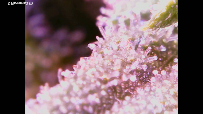 Click image for larger version

Name:	BD trichomes 5.png
Views:	289
Size:	860.2 KB
ID:	298444