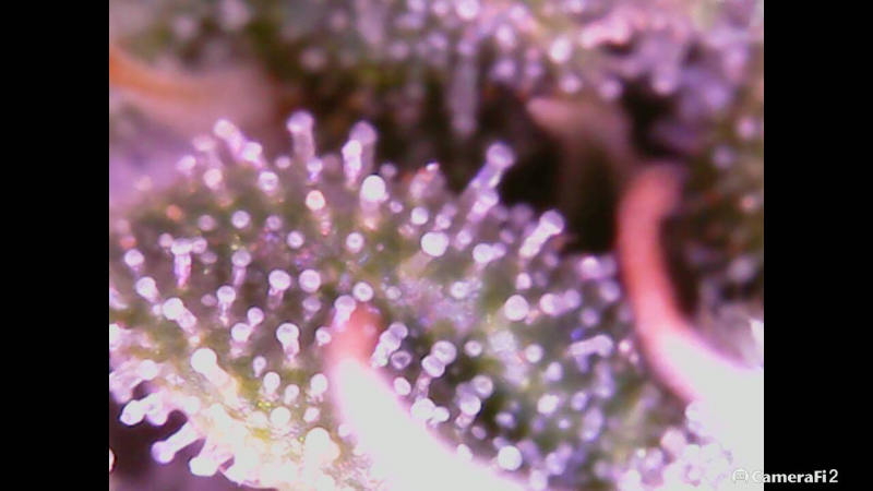 Click image for larger version

Name:	BD trichomes 2.png
Views:	298
Size:	879.7 KB
ID:	298443