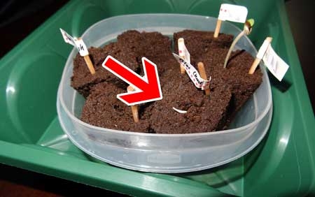 Click image for larger version

Name:	example-cannabis-seedling-roots-upide-down-sm.jpg
Views:	54
Size:	63.6 KB
ID:	53214
