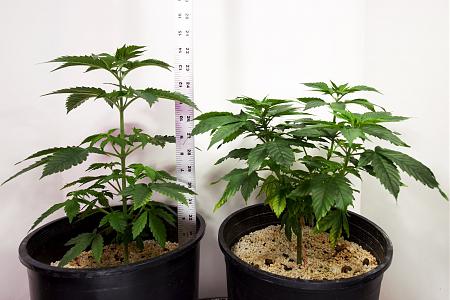 Click image for larger version

Name:	White Widow B, Week 7, 01-010-20 2.jpg
Views:	336
Size:	332.4 KB
ID:	365567