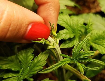 Click image for larger version

Name:	plant-about-to-be-topped.jpg
Views:	538
Size:	183.9 KB
ID:	231359