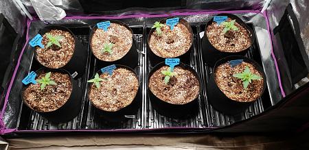 Click image for larger version

Name:	beginning-week-2-seedlings.jpg
Views:	505
Size:	255.4 KB
ID:	231358