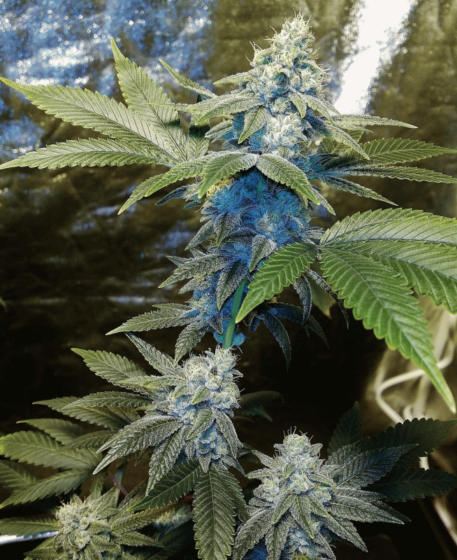 Click image for larger version

Name:	GG#4.gif
Views:	337
Size:	1.09 MB
ID:	202849