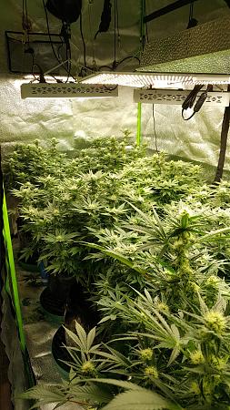 Click image for larger version

Name:	Rest of the grow.jpg
Views:	212
Size:	1.87 MB
ID:	378812