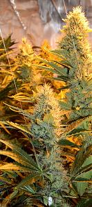 Click image for larger version

Name:	Bud.jpg
Views:	149
Size:	2.74 MB
ID:	34941