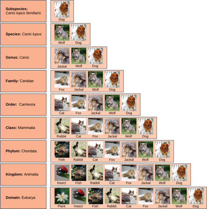 Click image for larger version

Name:	taxo 2.png
Views:	337
Size:	374.2 KB
ID:	349149