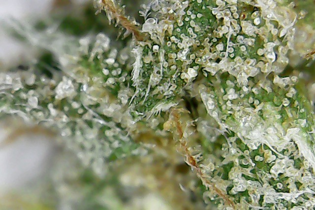 Click image for larger version

Name:	gc 6.jpg
Views:	69
Size:	101.9 KB
ID:	176190