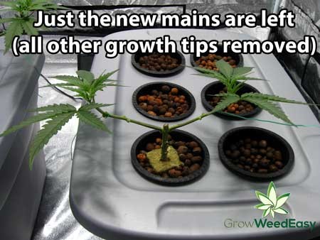 Click image for larger version

Name:	just-new-mains-left-remove-growth-tips-sm.jpg
Views:	245
Size:	46.6 KB
ID:	232726
