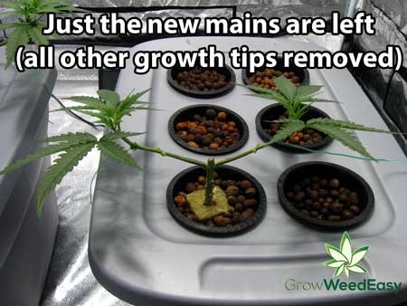 Click image for larger version

Name:	just-new-mains-left-remove-growth-tips-sm.jpg
Views:	195
Size:	46.6 KB
ID:	232726