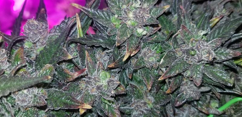 Click image for larger version

Name:	Closeup Bud 2.jpg
Views:	324
Size:	2.56 MB
ID:	384875