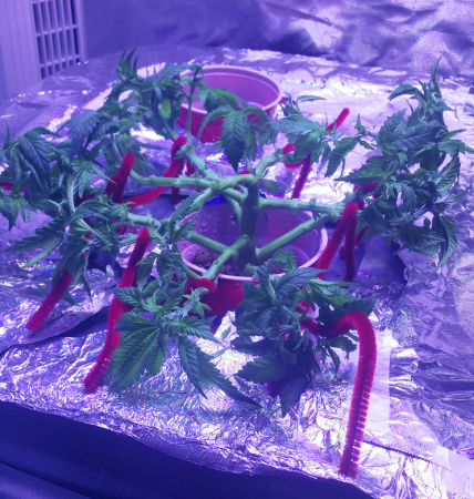 Click image for larger version

Name:	BD week 6 pruned side 20190106_121225.png
Views:	361
Size:	1.22 MB
ID:	282019