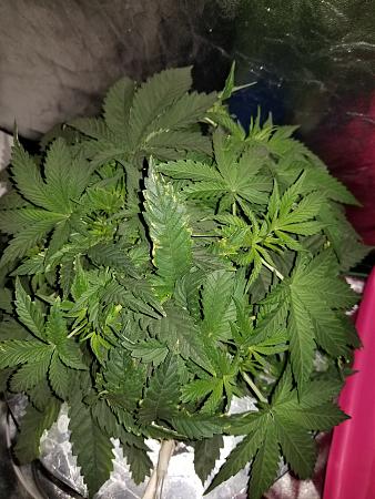 Click image for larger version

Name:	20190325_020417.jpg
Views:	245
Size:	3.14 MB
ID:	300918