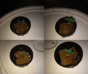 Click image for larger version

Name:	progress2.jpg
Views:	86
Size:	259.4 KB
ID:	290836