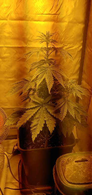 Click image for larger version

Name:	20200322_202544_HDR~1.jpg
Views:	185
Size:	114.2 KB
ID:	386695