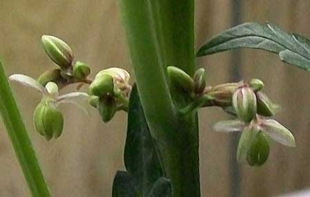 Click image for larger version

Name:	cannabis-plant-male-pollen-sacs-have-opened-up-sm.jpg
Views:	180
Size:	22.3 KB
ID:	139888