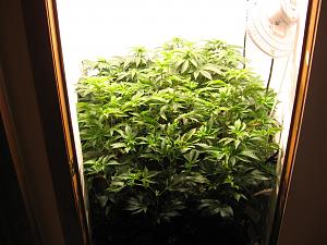 Click image for larger version

Name:	IMG_1227.JPG
Views:	190
Size:	1.30 MB
ID:	278357