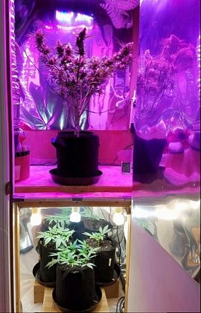 Click image for larger version

Name:	grow room 2-2-17.jpg
Views:	159
Size:	206.3 KB
ID:	51477