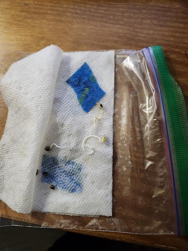 Click image for larger version

Name:	Germinated Auto seeds in paper towel.jpg
Views:	138
Size:	2.55 MB
ID:	625548