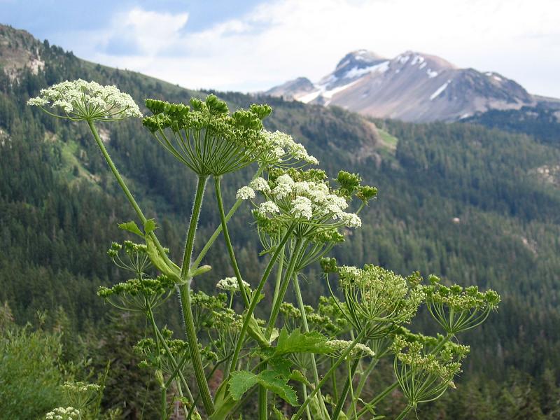 Click image for larger version

Name:	Heracleum_lanatum_from_High_Trail.jpg
Views:	51
Size:	786.1 KB
ID:	626045