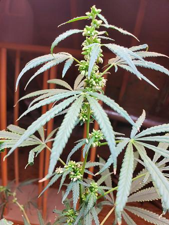 Click image for larger version  Name:	20240726_095532.jpg Views:	0 Size:	2.79 MB ID:	660770